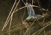 Emperor dragonfly (Anax imperator) at Parnitha mountain