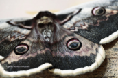 Giant peacock moth (Saturnia pyri) at Pindos mountain