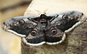 Giant peacock moth (Saturnia pyri) the bigest moth of Europe 17 centimetres in length