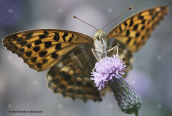 Silver-washed Fritillary (Argynnis paphia) at Oeta mountain