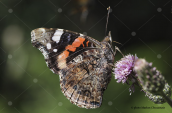 Red Admiral  (Vanessa atalanta) at Oeta mountain