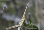 Cone-headed Grasshopper (Acrida ungarica) at Parnitha mountain