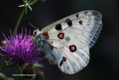Parnassius apollo at Pindos mountain