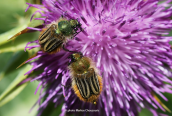 Eulasia pareyssei