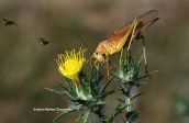 Great green bush-cricket (Tettigonia viridissima)