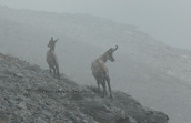 Balkan chamois (Rupicapra rupicapra) at Olympus mountain