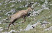 Balkan chamois (Rupicapra rupicapra) at Olympus mountain