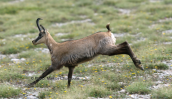 Balkan chamois at Olympus mountain