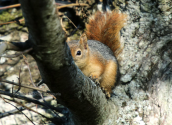 Caucasian squirrel (Sciurus anomalus) at Lesbos island