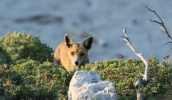 Red fox at Parnitha mountain
