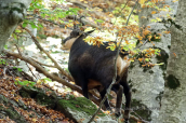 Balkan chamois (Rupicapra rupicapra balcanica) at Rodopi mountain