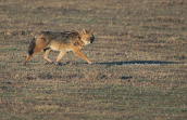 Golden Jackal (Canis aureus) at Kerkini lake