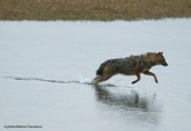 Golden Jackal (Canis aureus) at Kerkini lake