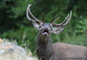 Male red deer (Cervus elaphus) at Parnitha mountain
