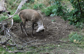 Male red deer (Cervus elaphus) at Parnitha mountain