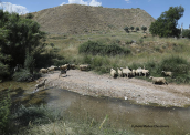 Kifisos river (Attica), Κηφισος ποταμος Αττικη Kifisos river Attica, Κηφισος ποταμος Αττικη Kifisos river Attica