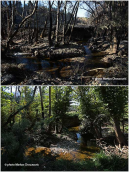 Kifisos river (Attica) one year after the fire