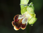 Orchid (Ophrys fusca subsp. leucadica) at Parnitha mountain