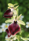 Orchid (Ophrys helenae) at Etoloakarnania