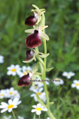 Orchid (Ophrys helenae) at Etoloakarnania