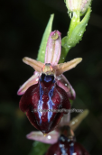 Orchid (Ophrys spruneri) at Delphi