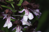 Orchis purpurea at Parnassus mountain