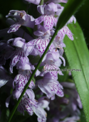 Dactylorhiza saccifera at Dirfis mountain