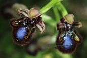 Ophrys speculum