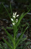 Orchid (Cephalanthera longifolia) at Menalo mountain