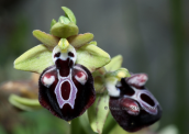 Orchid (Ophrys mammosa subsp. leucophthalma) at Menalo mountain