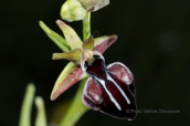 Orchid (Ophrys mammosa subsp. leucophthalma) at Menalo mountain