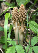 Orchid (Neottia nidus-avis) at Dirfis mountain