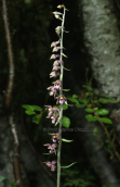 Epipactis atrorubens at Olympus mountain