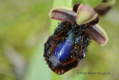 Ophrys speculum