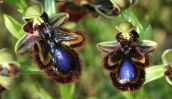 Ophrys speculum
