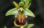 Orchid (Ophrys grammica)  at Rodopi mountains