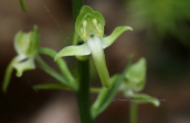 Orchid (Platanthera chlorantha) at Evia island