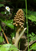 Orchid (Neottia nidus-avis) at Evia island