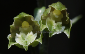 Small-leaved Helleborine (Epipactis microphylla) at Parnitha mountain