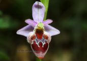Ophrys delphinensis at little Ziria