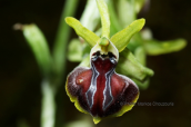 Ophrys epirotica at Vikos gorge