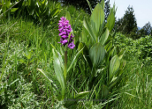 Dactylorhiza cordigera subsp. pindica at Smolikas mountain