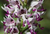 Monkey orchid (Orchis simia) at Korinthia region at Peloponese