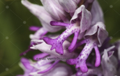 Orchis militaris at Falakro mountain