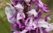 Orchis militaris at Falakro mountain