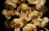 Neottia nidus-avis at Falakro mountain