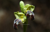 Ophrys fusca at Parnitha mountain