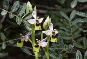 Ophrys tenthredinifera at Schinias wetlands
