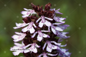 Orchis purpurea at Prespa lakes