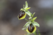 Ophrys zeusii at Prespa lakes